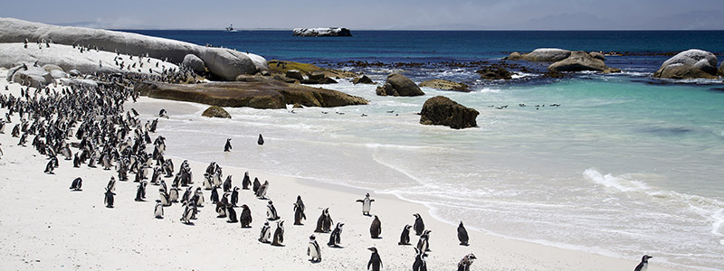 Pingviner på Boulders Beach i Sydafrika.